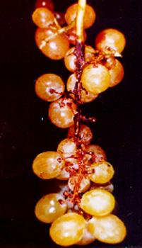 ölükol hastalığının salkımdaki belirtisi